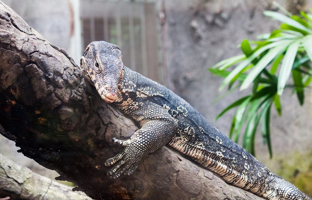 A monitor lizard rests comfortably on a tree branch, blending into its natural surroundings.
