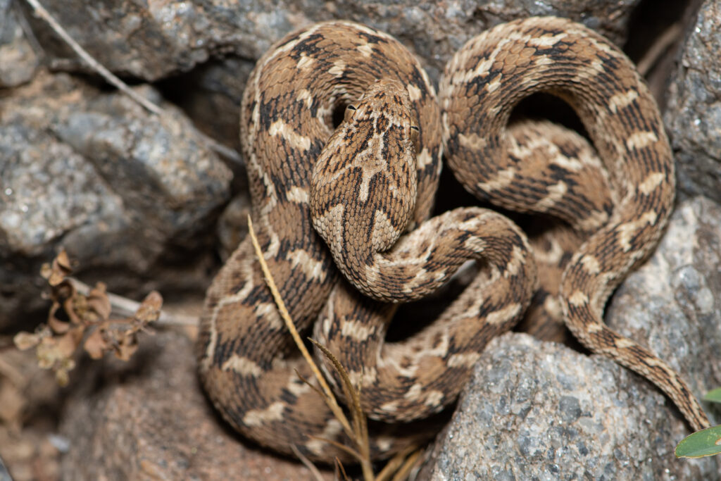 Echis carinatus sochureki from Tal Chhapar, Rajasthan, India