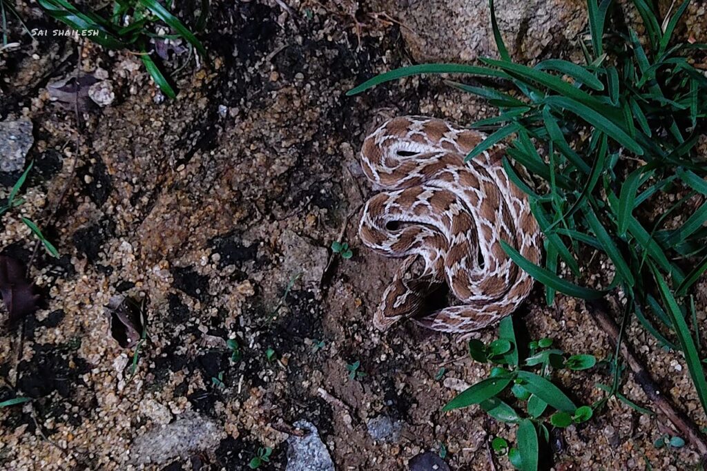 Saw-scaled Viper