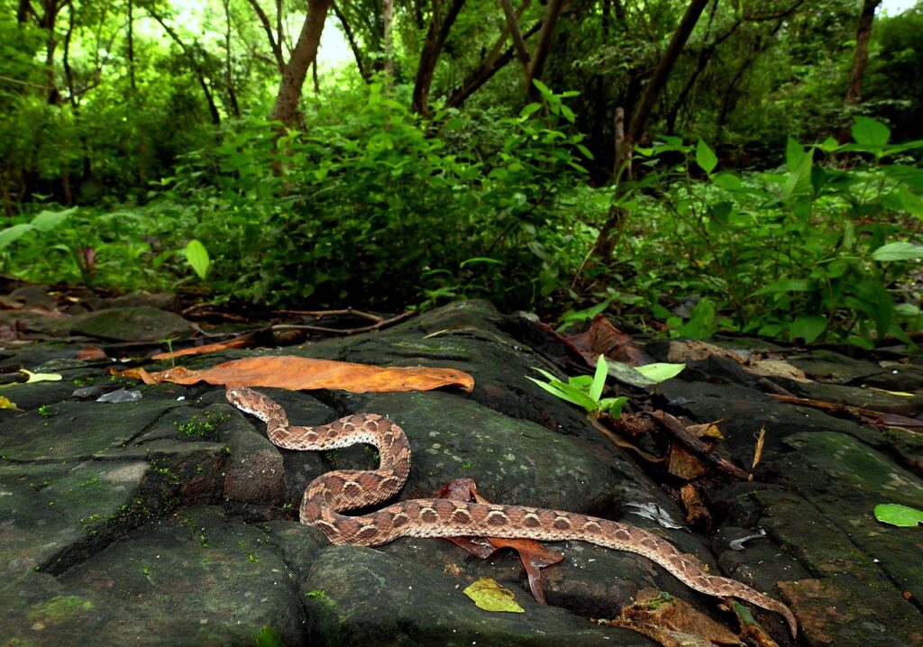 Saw-scaled Viper Echis carinatus. Clicked by Dr. Raju Kasambe in BNHS Conservation Education Centre, Goregaon, Mumbai. Sanjay Gandhi National Park.