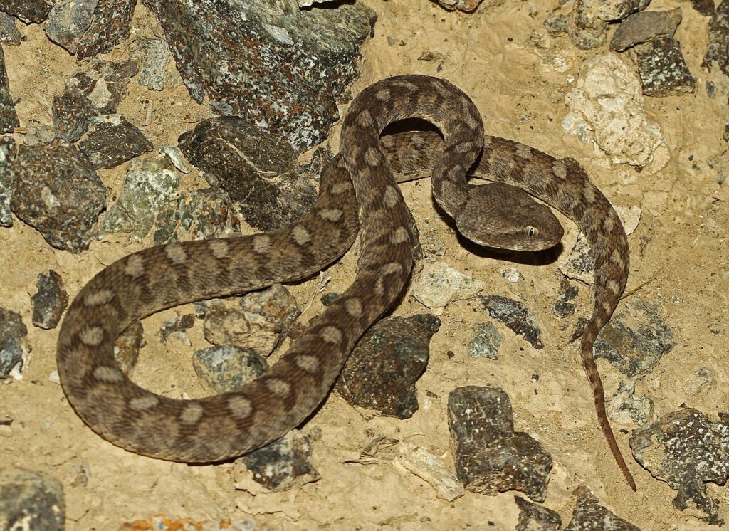 Saw-scaled Viper