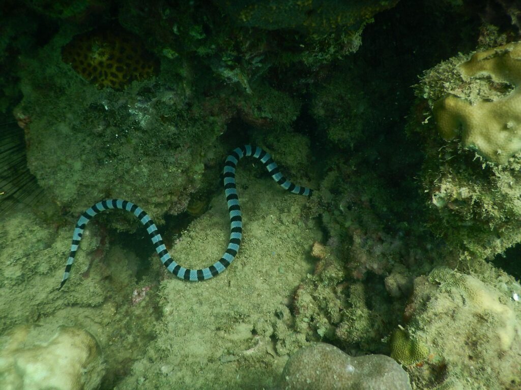 A blue and black snake gracefully swims through the clear ocean waters, showcasing its vibrant colors and sleek form.