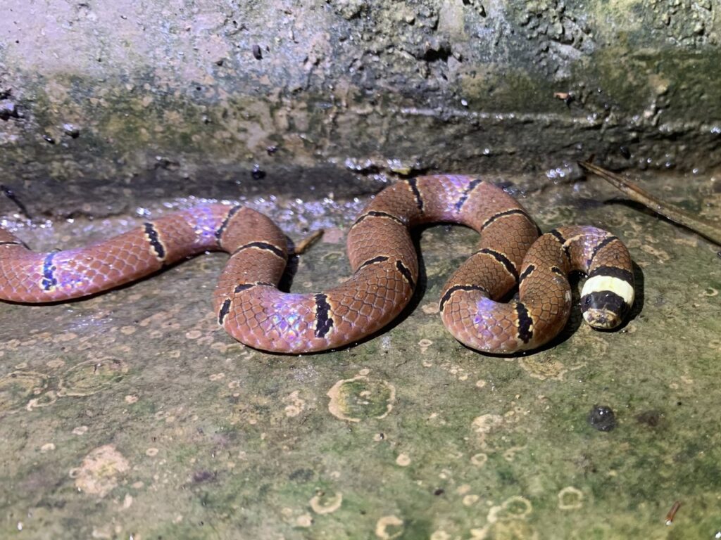 A snake with a striped body and a black head slithers through the grass, showcasing its unique coloration and pattern.