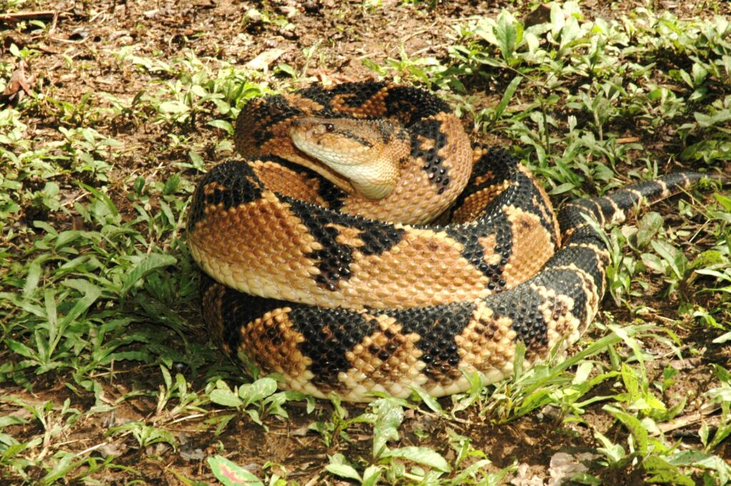 A large snake displaying a striking black and white pattern, coiled elegantly on a branch in a natural setting.