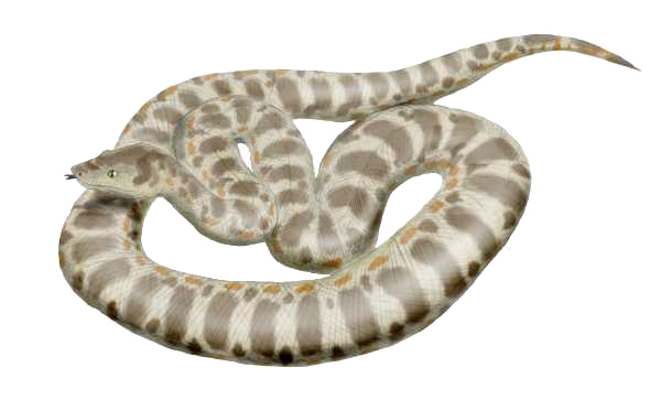 Titanboa