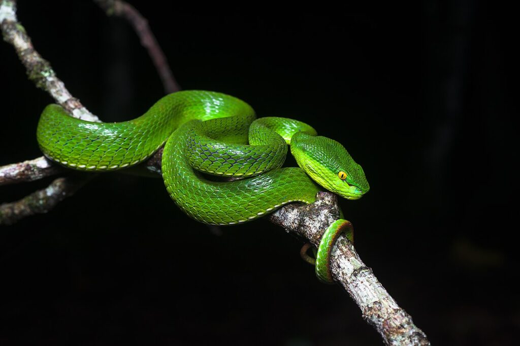 A vibrant green snake rests on a branch, blending seamlessly with its natural surroundings in a lush environment.
