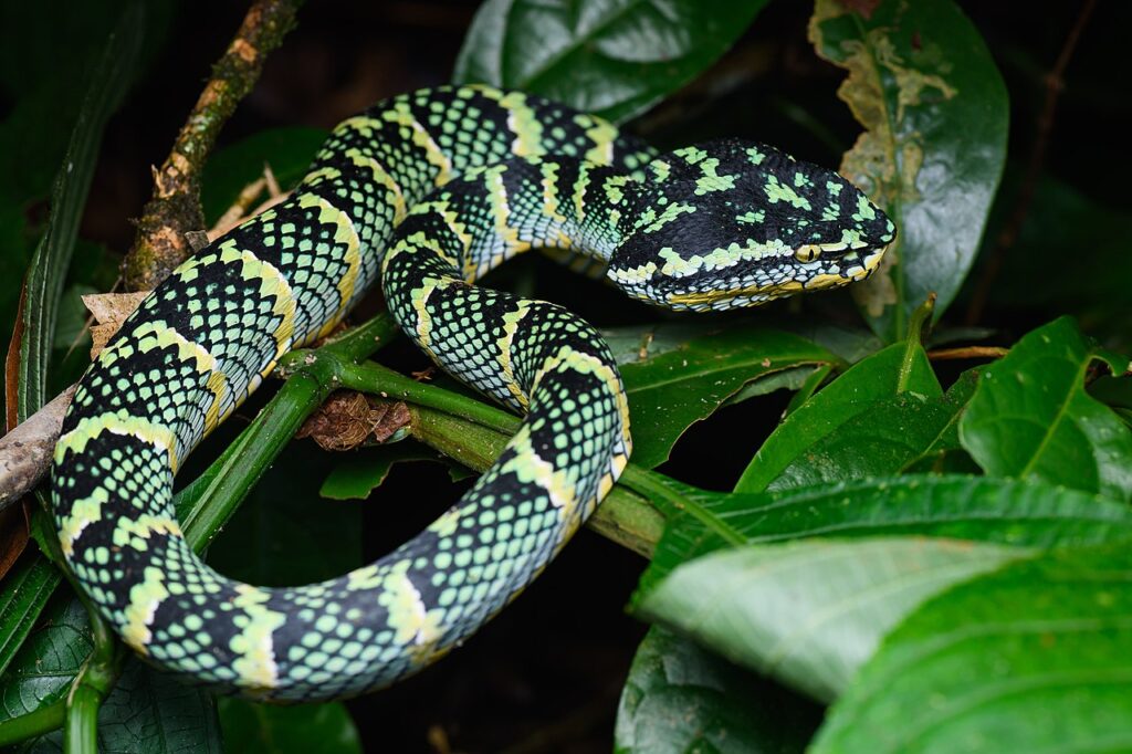 A green and black snake with a distinct black head, coiled on a branch in a natural setting.