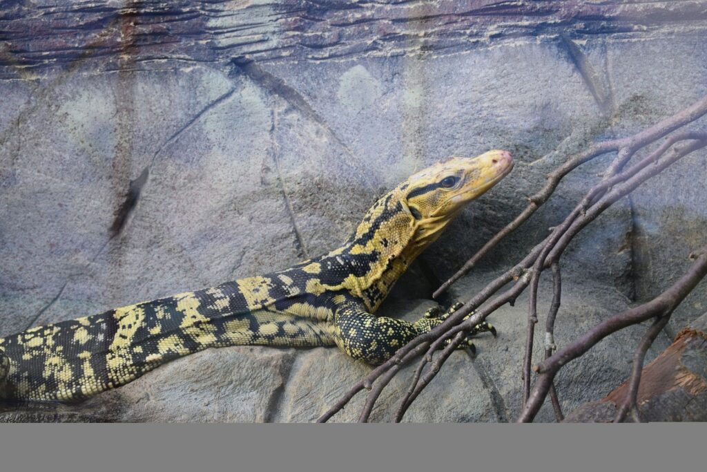 A large lizard holds a branch in its mouth, showcasing its vibrant scales and strong jaws in a natural setting.