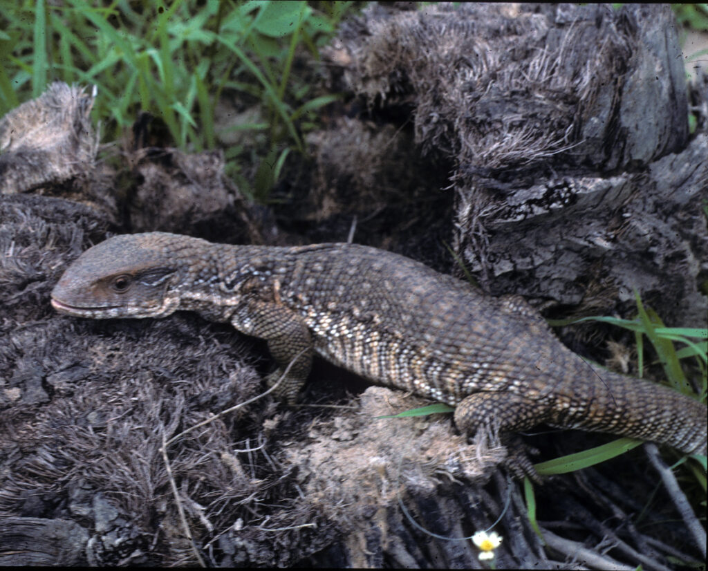 A lizard perched on a log surrounded by green grass, basking in the sunlight.
