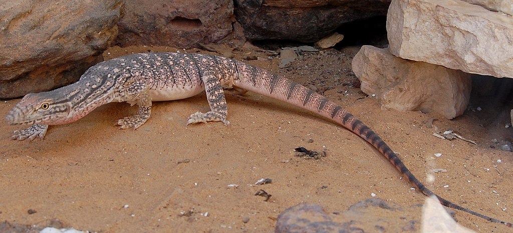 A lizard walks on the ground near a cluster of rocks, blending into its natural environment.