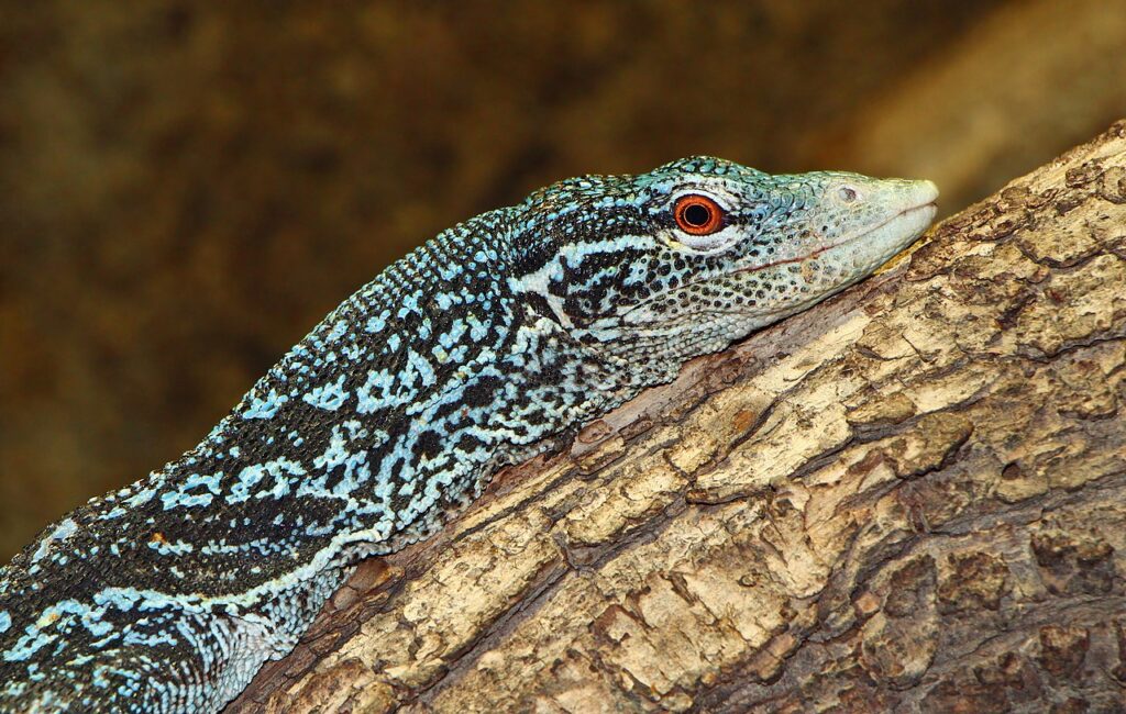 A lizard perched on a tree branch, blending with the bark and leaves around it.