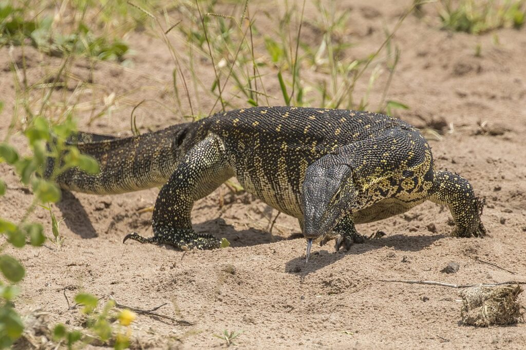 A monitor lizard walking across the sandy ground in a desert landscape under a clear blue sky.