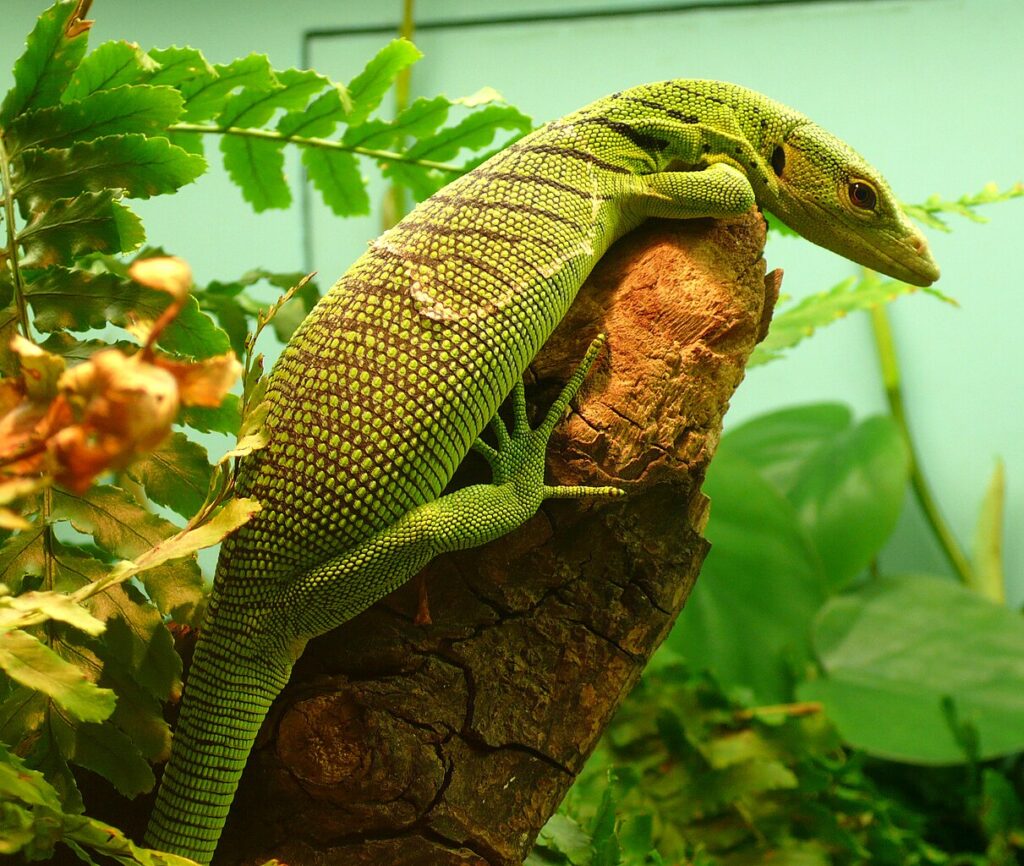 A lizard perched on a tree branch, blending with the bark and leaves around it.