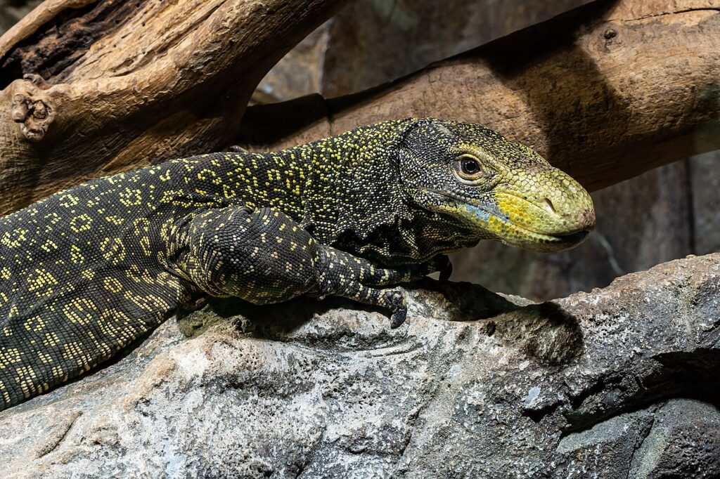 A monitor lizard resting on a rock in a zoo habitat, showcasing its textured skin and alert posture.