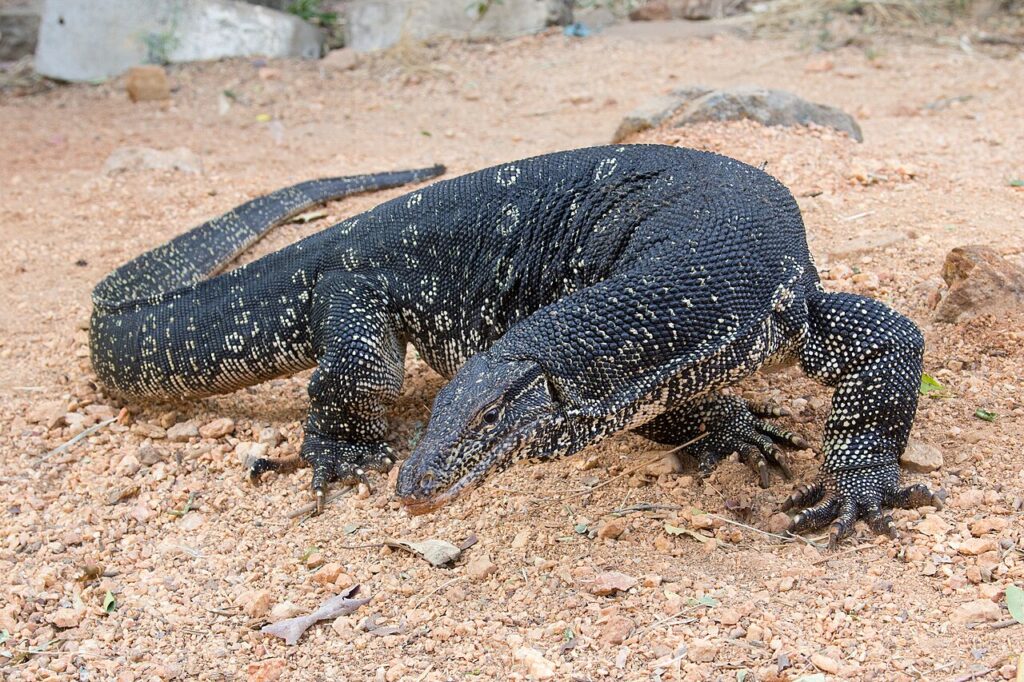 A monitor lizard resting on the ground, partially buried in dirt, showcasing its textured skin and long tail.