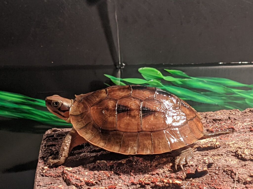 A Vietnam's Box Turtle perched on a rock inside an aquarium, surrounded by water and aquatic plants.