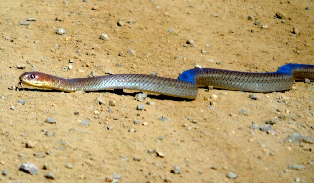 A long-tailed blue and brown snake resting on a surface, highlighting its striking coloration and sleek body.