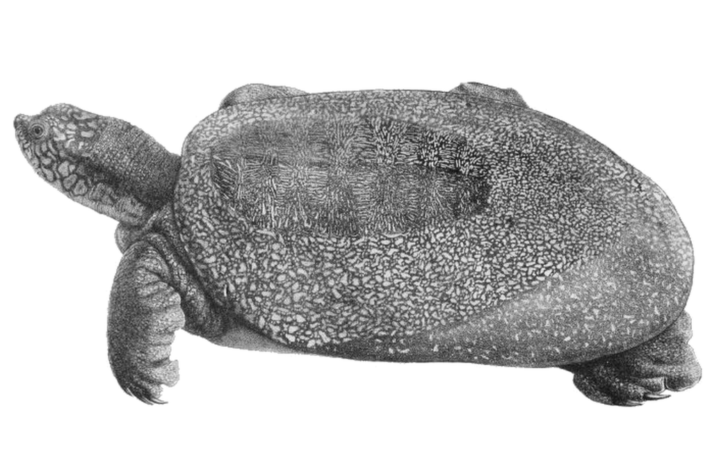 Artistic black and white illustration of a Yangtze Giant Softshell Turtle, highlighting its distinct shape and texture.