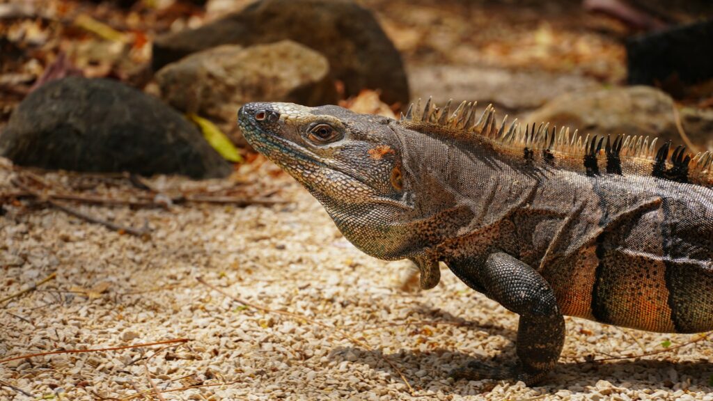 An iguana walks on the ground beside rocks, showcasing its textured skin and vibrant green color in a natural setting.