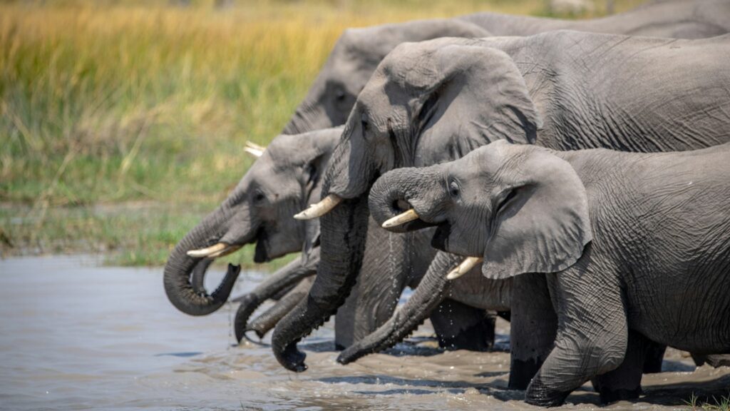 A group of elephants enjoying the water, with splashes around them, set against a backdrop of lush greenery.