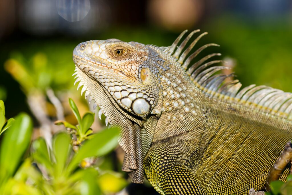 An iguana perched on a vibrant green bush, blending with the foliage in a sunny outdoor setting.