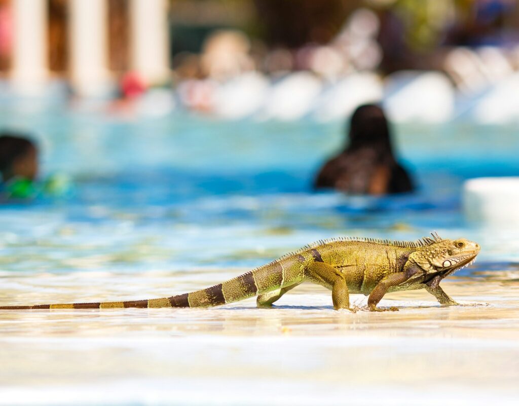 An iguana strolls along the edge of a shimmering pool, basking in the sun's warmth.