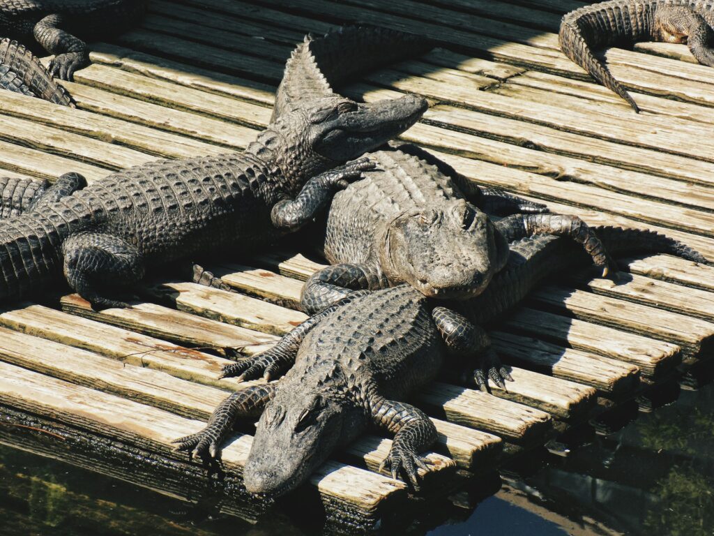 A group of alligators sunbathing on a wooden dock, showcasing their scaly skin and relaxed postures.