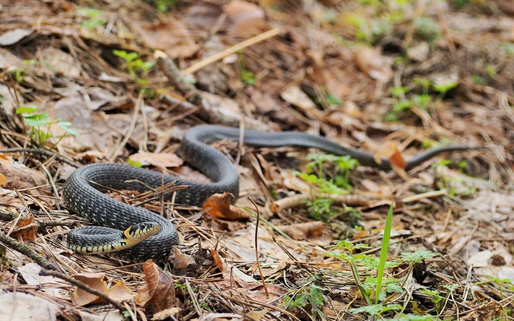 A snake slithers on the forest floor, surrounded by leaves and twigs in a natural woodland setting.