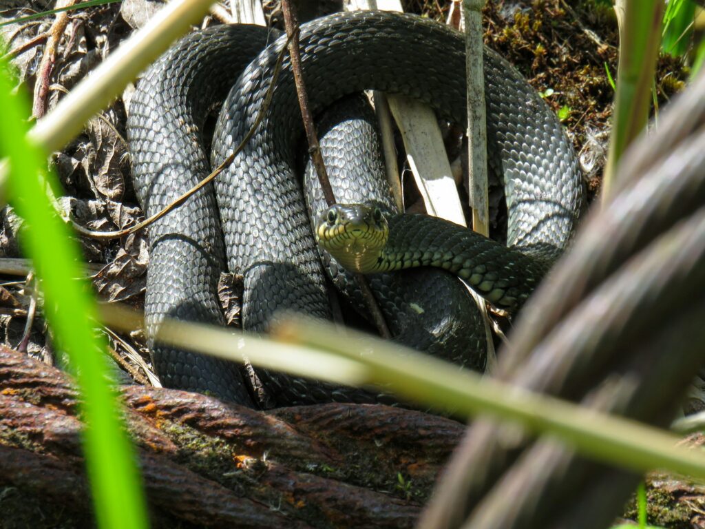 A snake camouflaged among the green grass, partially hidden and blending into its natural surroundings.