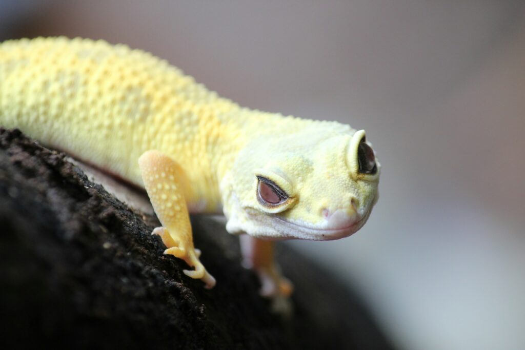 Close-up of a gecko resting on a tree branch, showcasing its vibrant colors and textured skin against the bark.