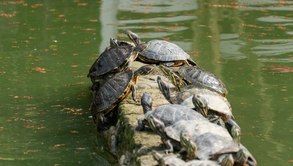 A cluster of turtles lounging on a log, soaking up sunlight near a tranquil pond.
