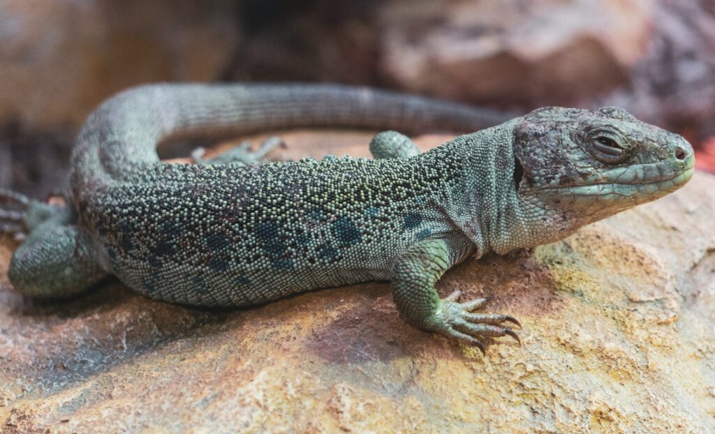 A lizard perched on a rock, blending into its natural surroundings under warm sunlight.