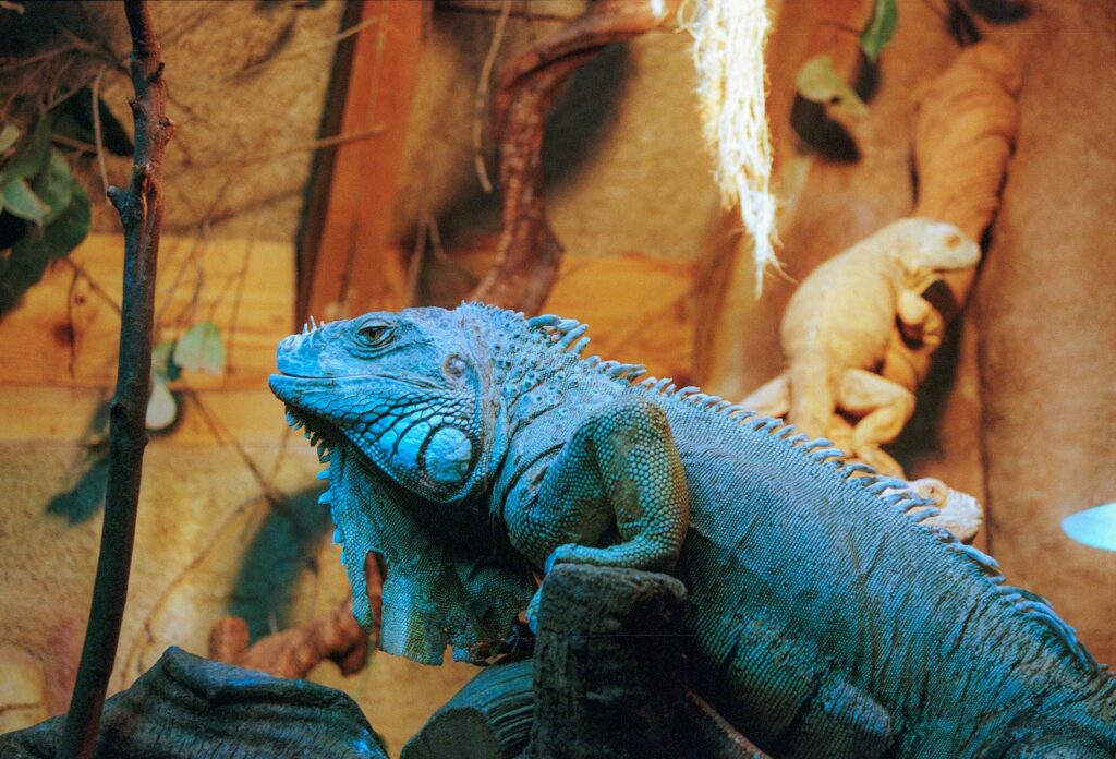 A large iguana resting on a sunlit rock, showcasing its vibrant green scales and relaxed posture in a natural setting.