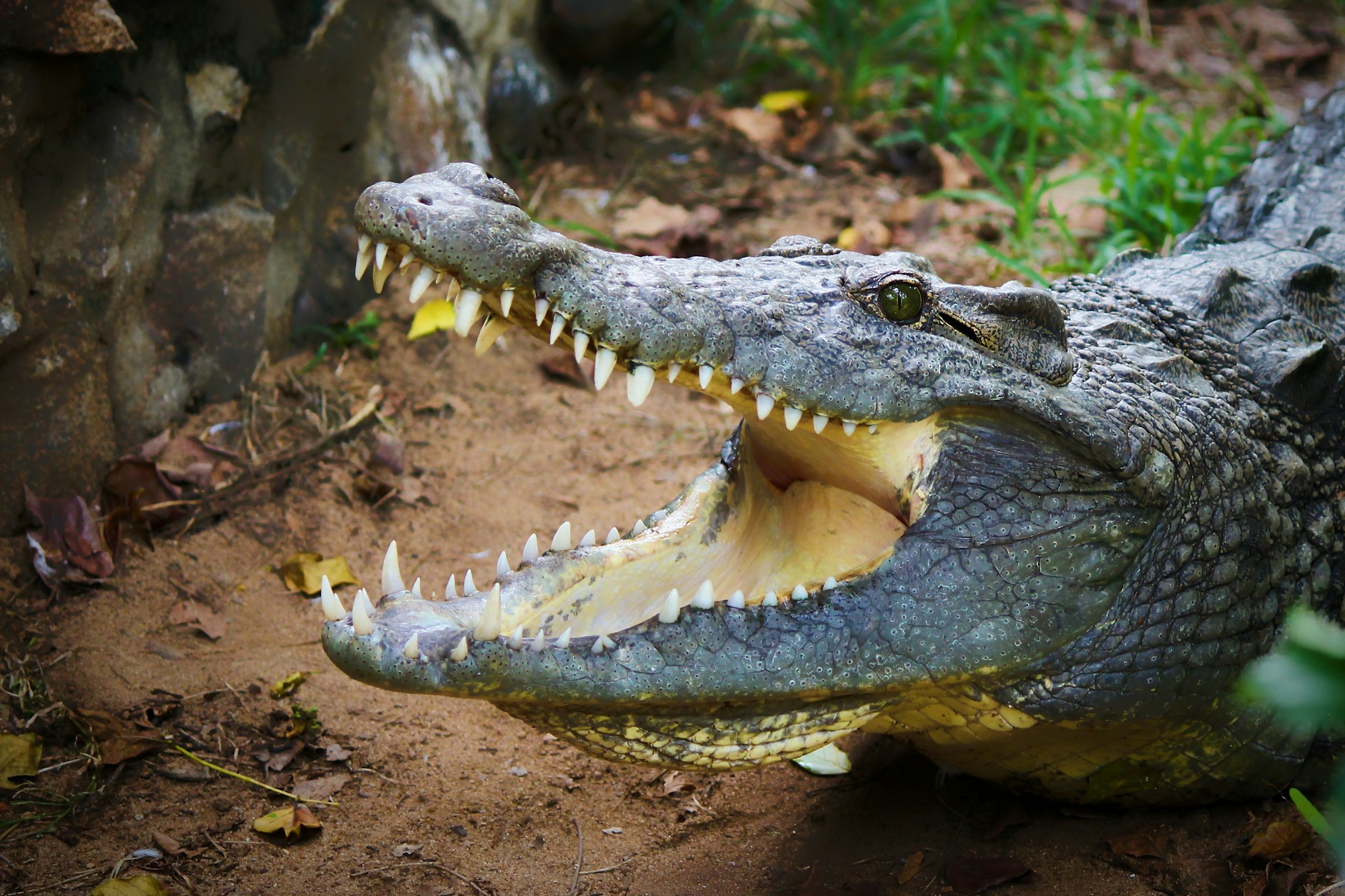 How to Survive an Encounter With a Lethal Reptile