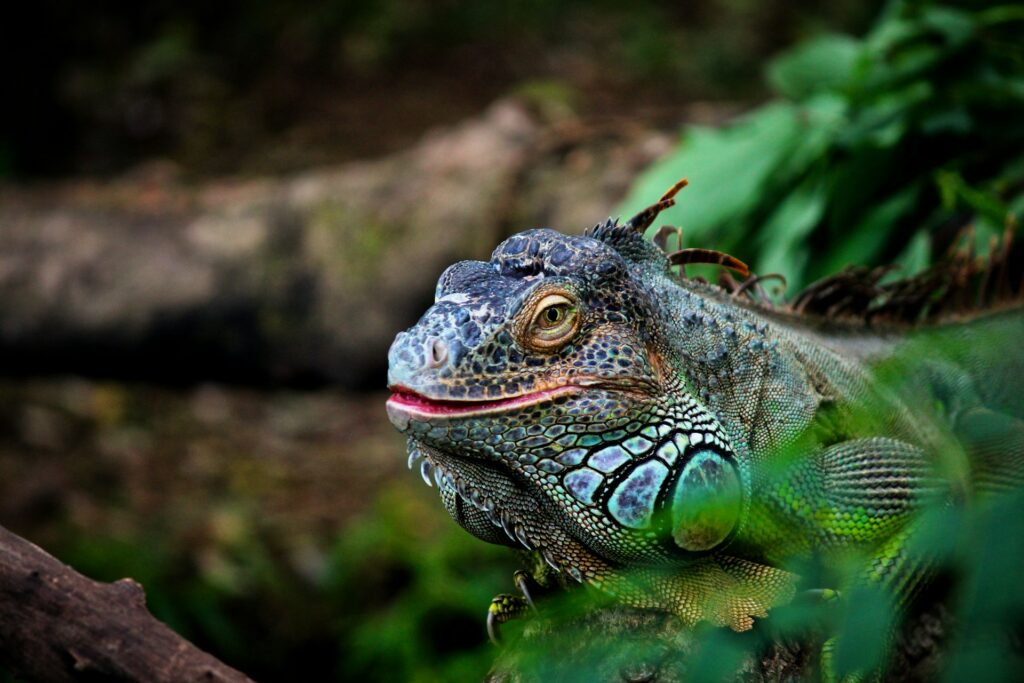 An iguana perched on a branch, surrounded by lush green foliage in a vibrant forest setting.