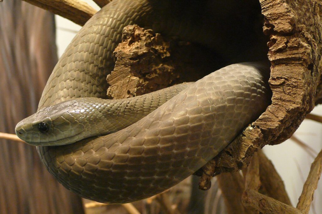 A snake is curled up in a tree, its body intertwined with branches, showcasing its natural habitat.