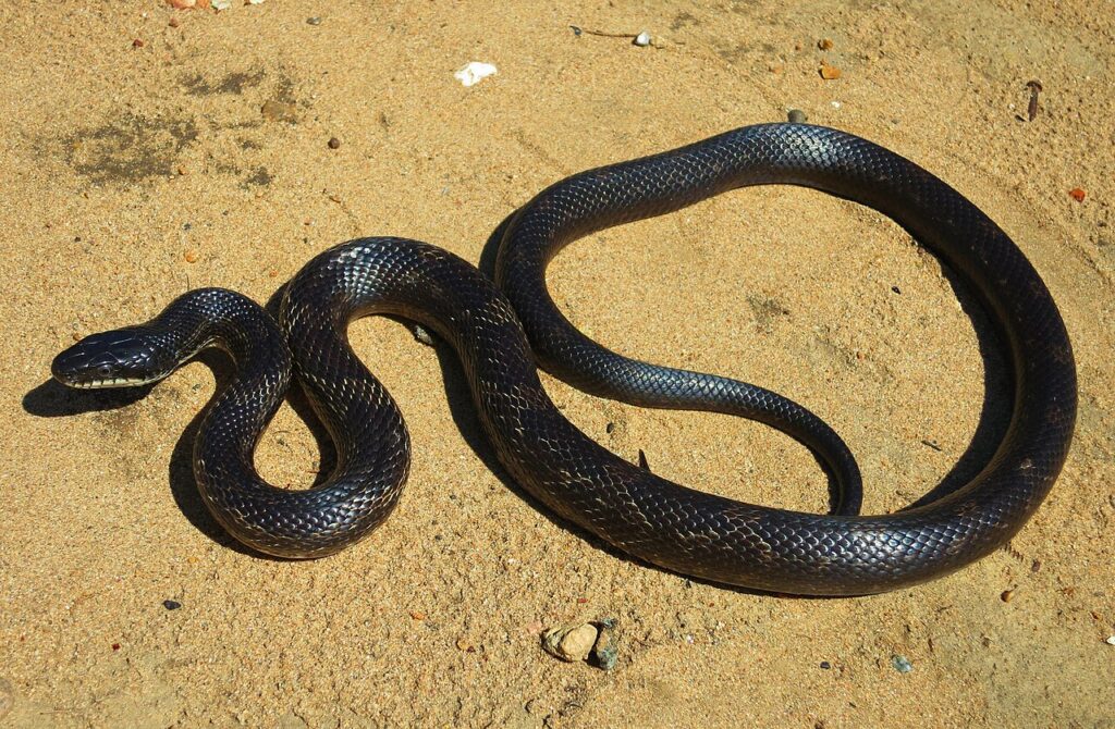A snake slithering across a sandy surface under bright sunlight.