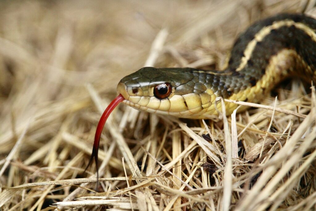 A snake with a striking red tongue rests among the green grass, blending into its natural habitat.