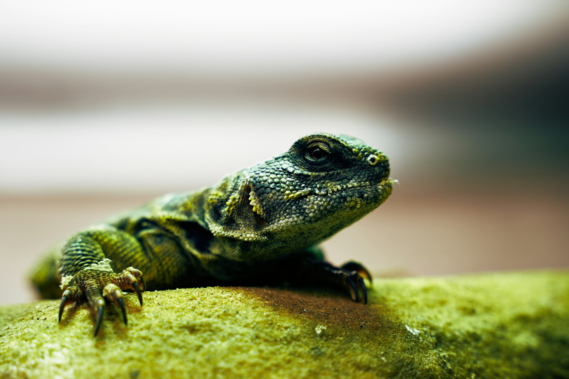 A lizard perched on a rock, its head turned to the side, blending into the natural surroundings.