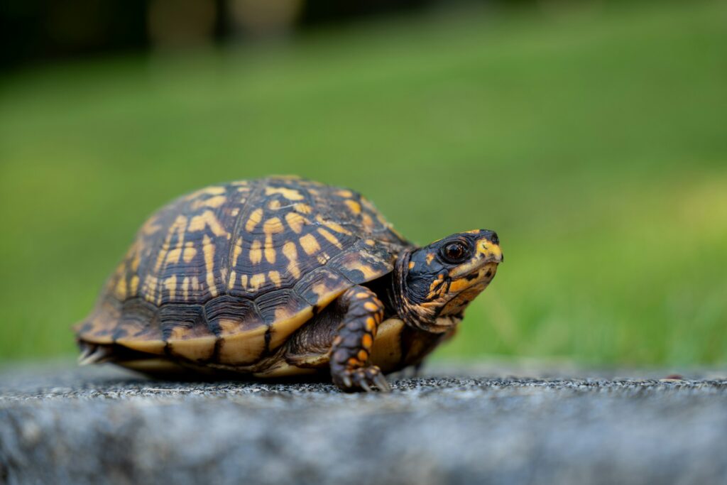A small turtle slowly walks across the ground, showcasing its textured shell and tiny feet.