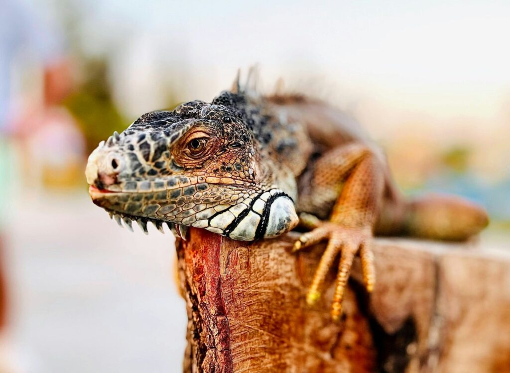 An iguana perched on a weathered wooden post, basking in the sun with its vibrant green scales glistening.