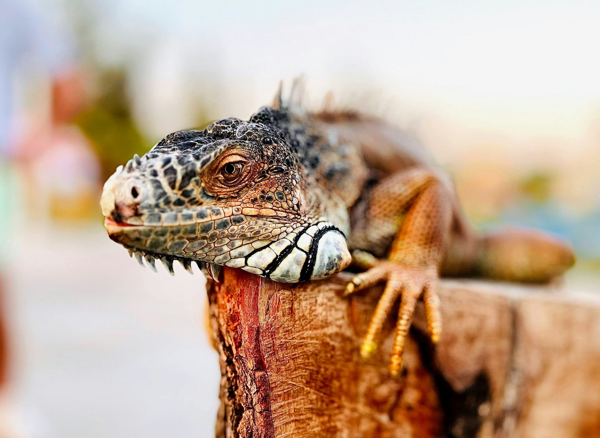 Gallery Detail: How To Properly Care For A Pet Iguana A Comprehensive
