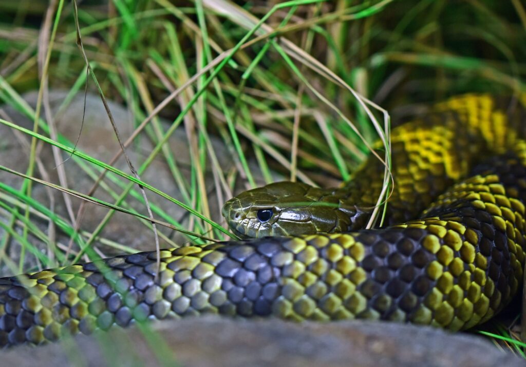 A snake with striking yellow and black stripes lies camouflaged among the vibrant green grass.