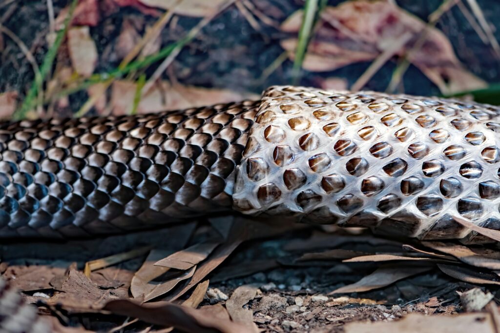 A snake featuring a prominent head and an elongated tail, resting on the ground among foliage.