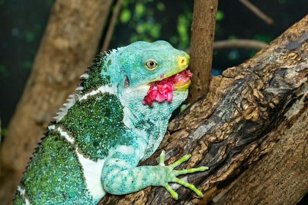 An iguana holds a vibrant pink flower in its mouth, showcasing a striking contrast against its green scales.