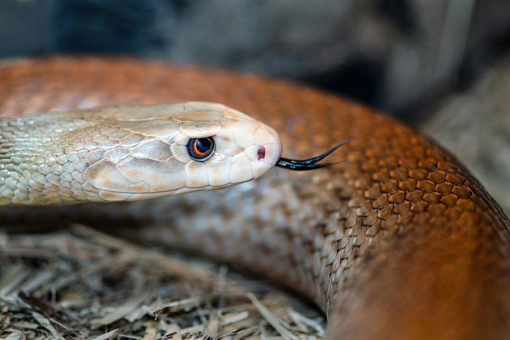 A detailed view of a snake with its mouth agape, revealing sharp fangs and a flicking tongue, emphasizing its alertness.