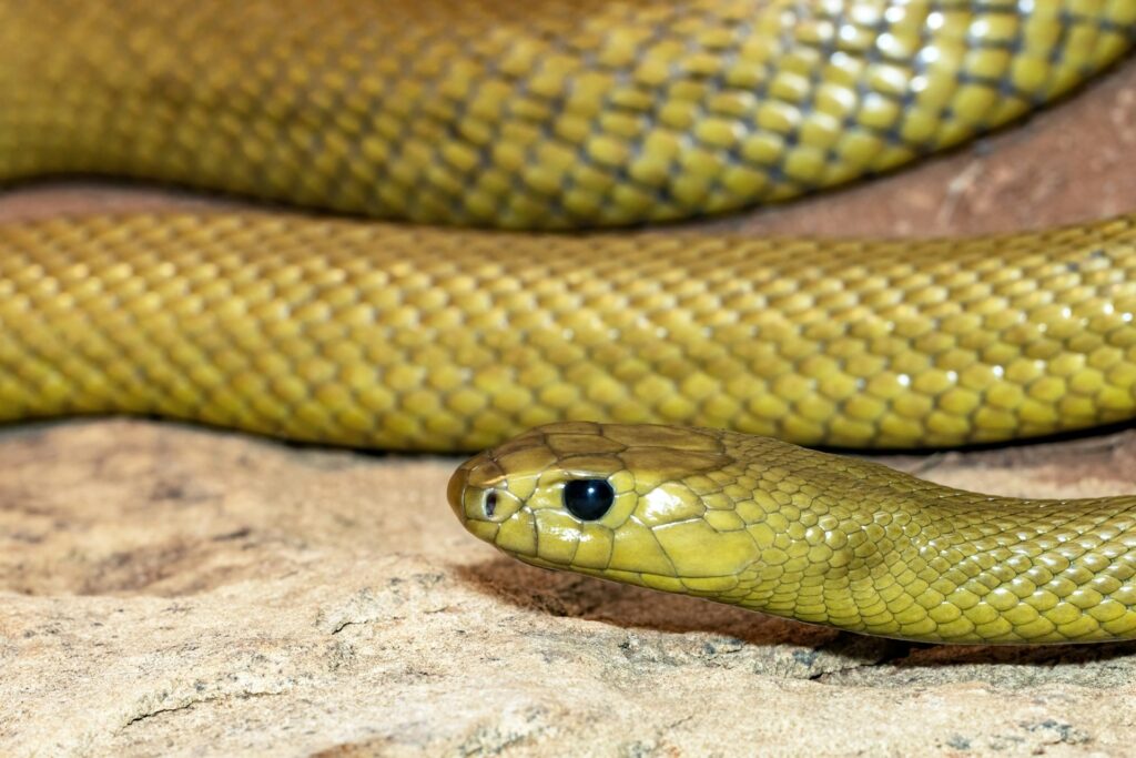 A striking green snake featuring a vivid yellow head, resting on a leafy surface, highlighting its unique coloration.