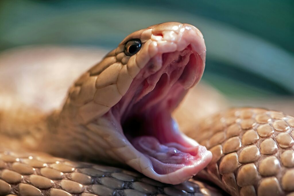 A snake with its mouth wide open, displaying its fangs and tongue, ready to strike or defend itself.