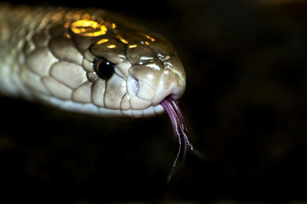 Close-up of a snake's mouth, showcasing its forked tongue extended outward, ready to sense its surroundings.