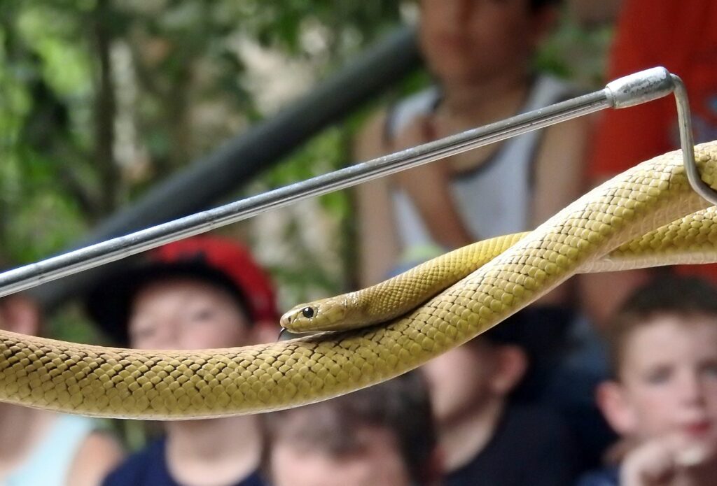 A man holds a snake aloft, showcasing it to an intrigued crowd gathered around him.